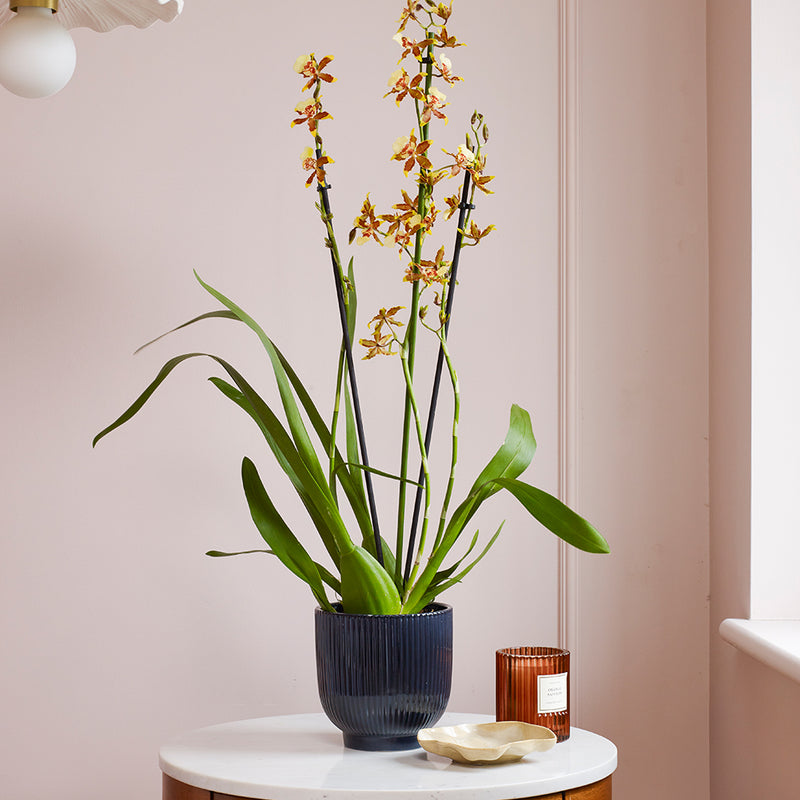Honey Bee Orchid & Pot