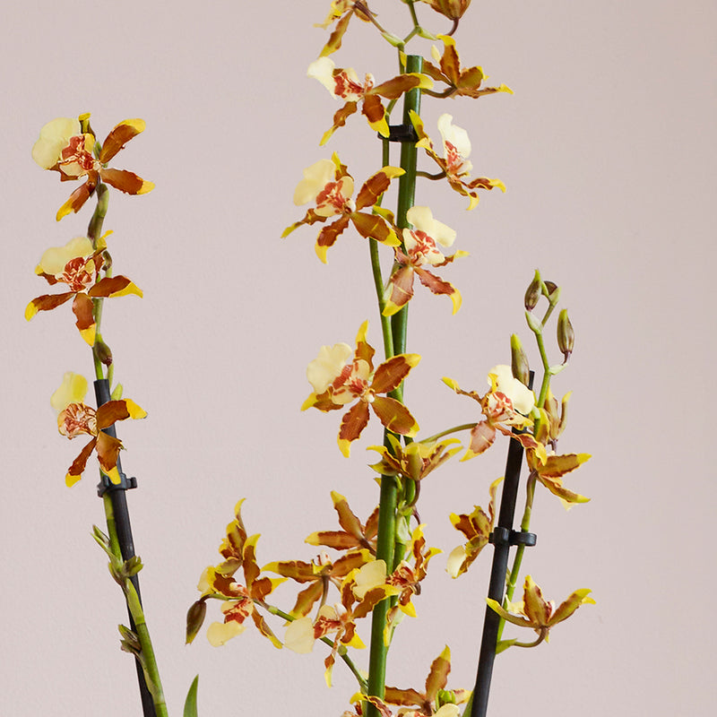 Honey Bee Orchid & Pot