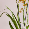 Honey Bee Orchid & Pot