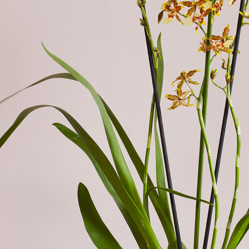 Honey Bee Orchid & Pot