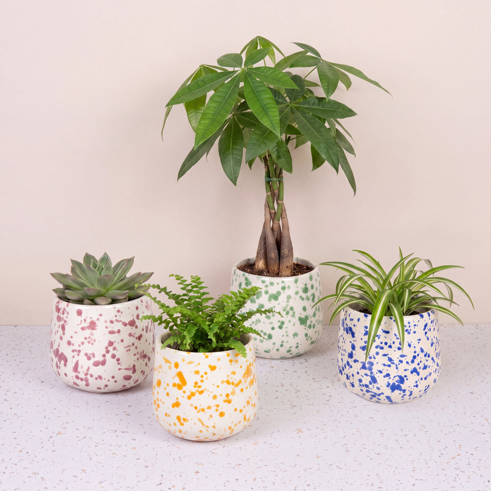 Splatter Pot x Hot Pottery