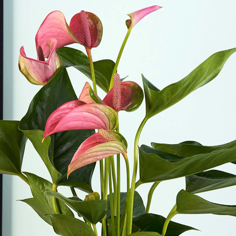 Pink Anthurium & Pot