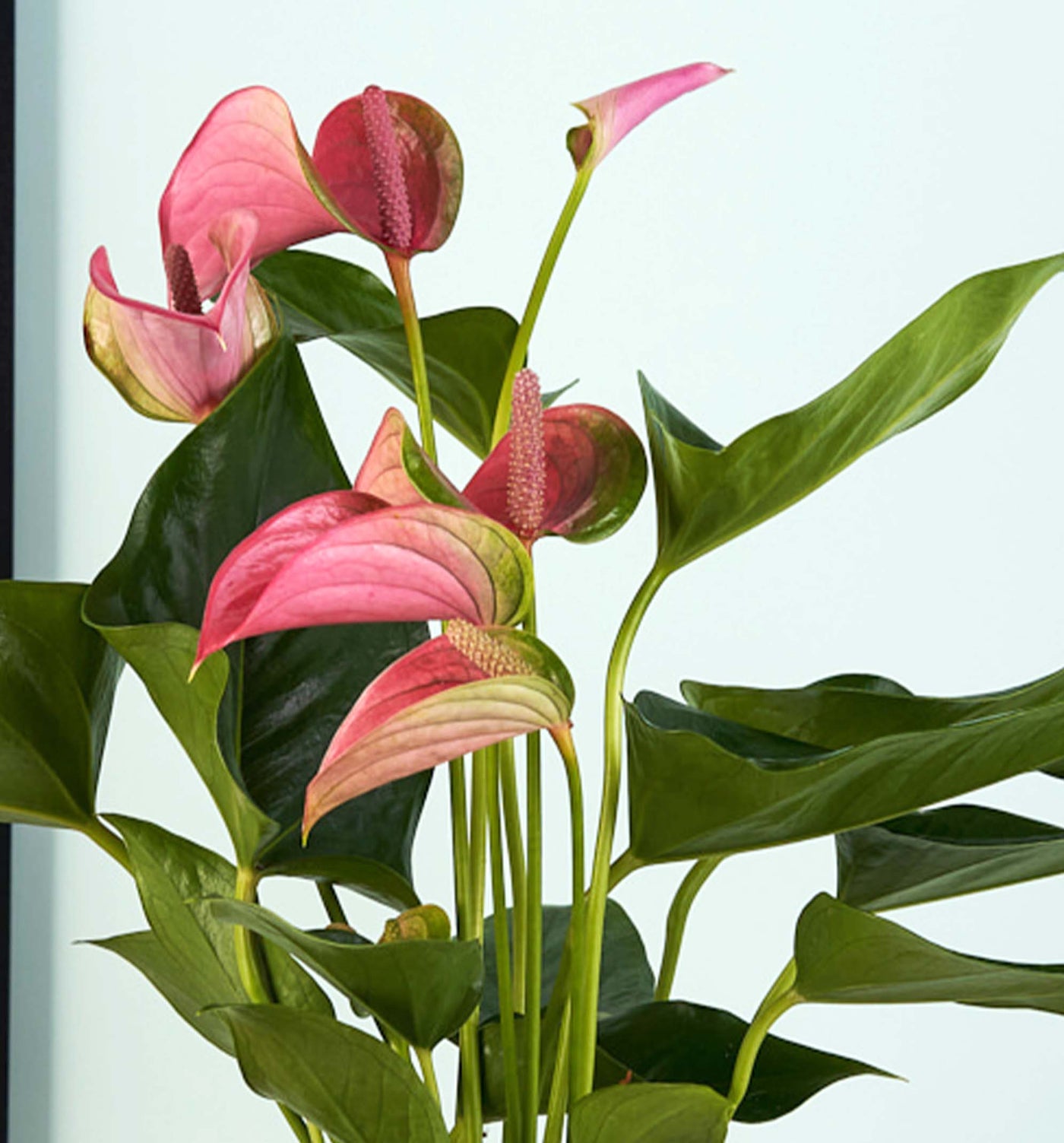 Pink Anthurium & Pot