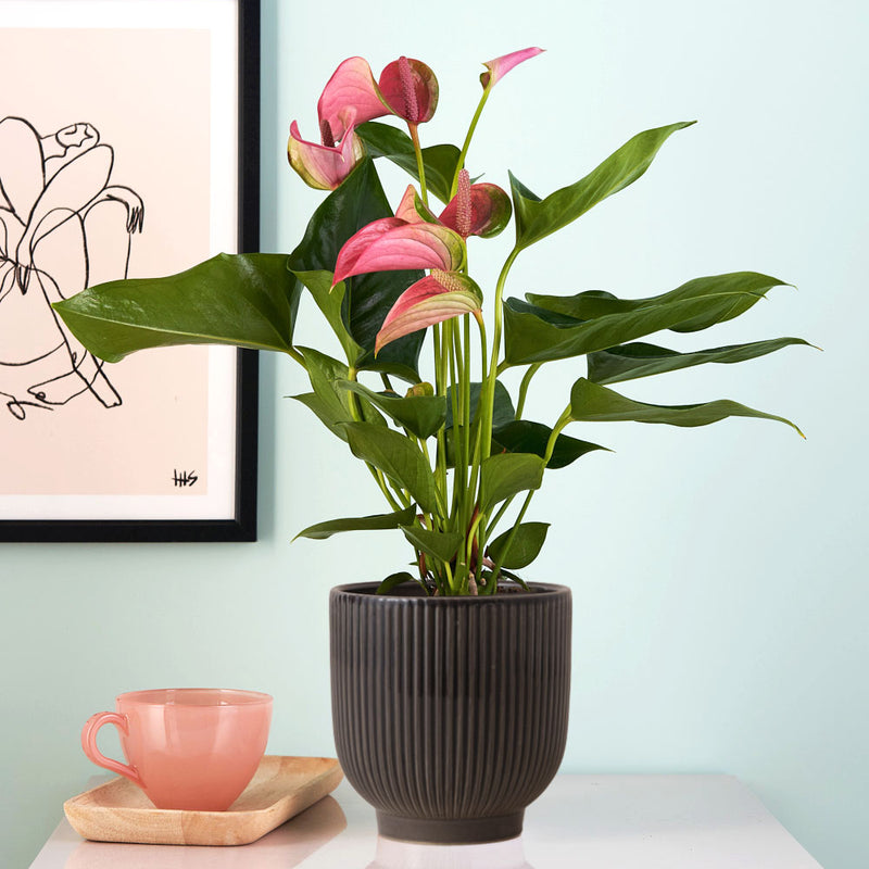Pink Anthurium & Pot