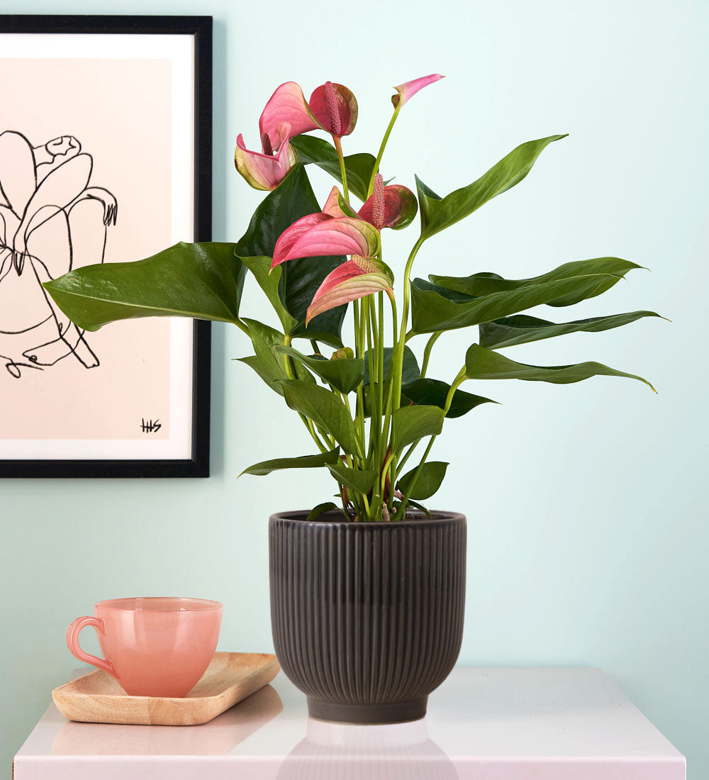 Pink Anthurium & Pot