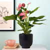 Pink Anthurium & Pot