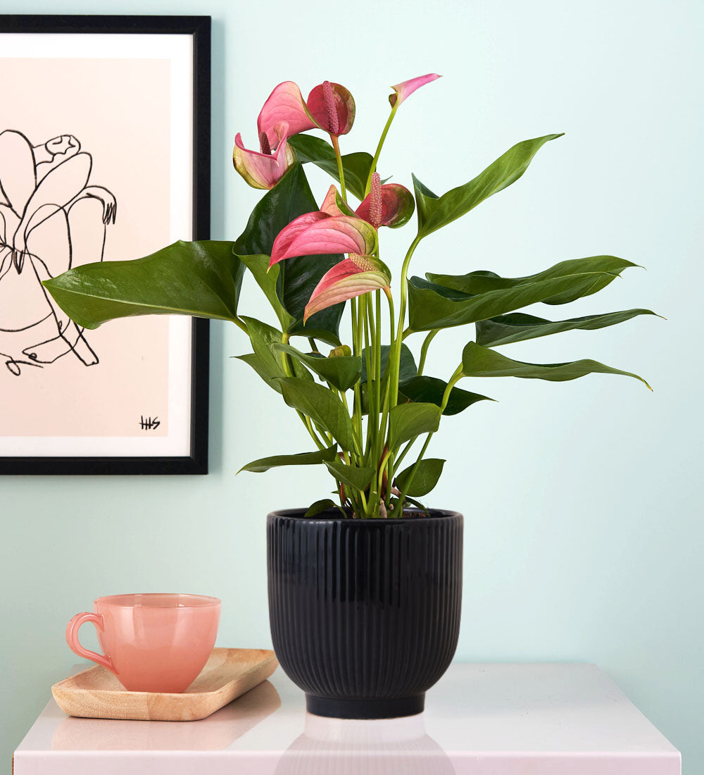 Pink Anthurium & Pot