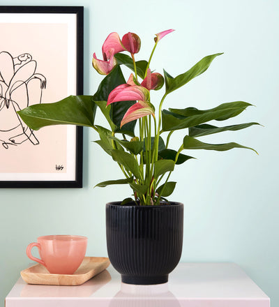 Pink Anthurium & Pot