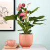 Pink Anthurium & Pot