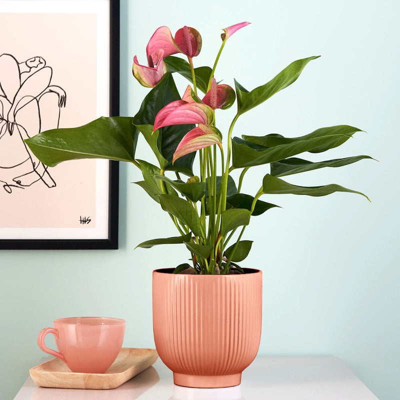 Pink Anthurium & Pot
