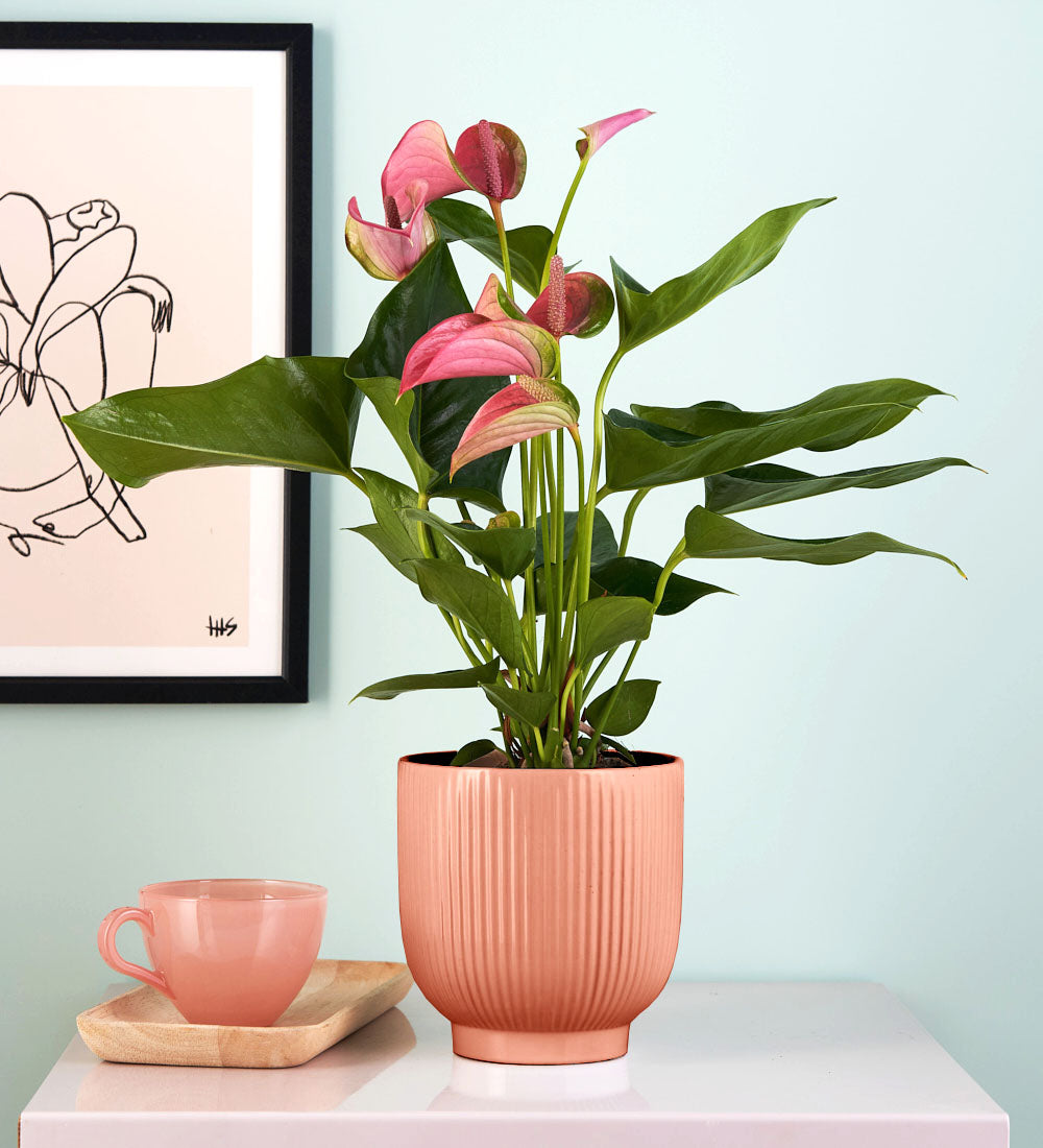 Pink Anthurium & Pot