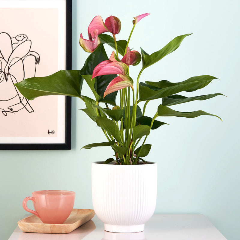Pink Anthurium & Pot
