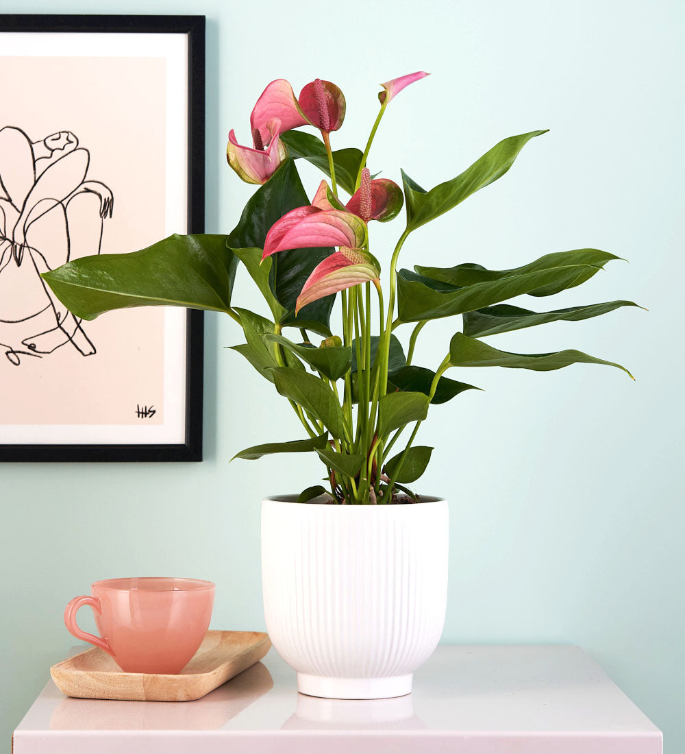 Pink Anthurium & Pot
