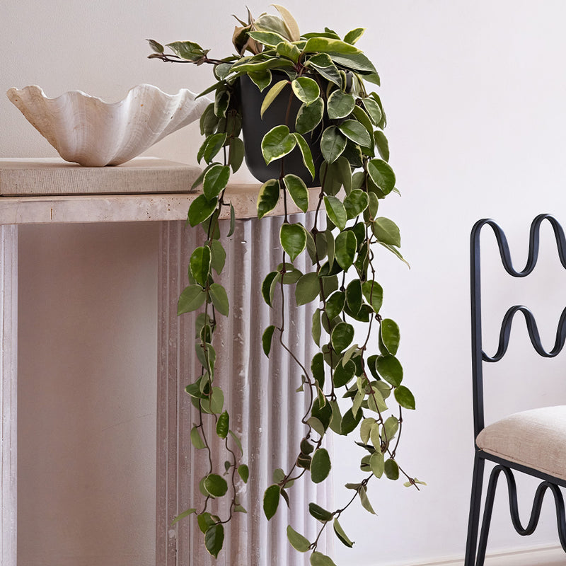 Hanging Hoya Carnosa