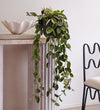 Hanging Hoya Carnosa
