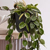 Hanging Hoya Carnosa
