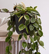 Hanging Hoya Carnosa
