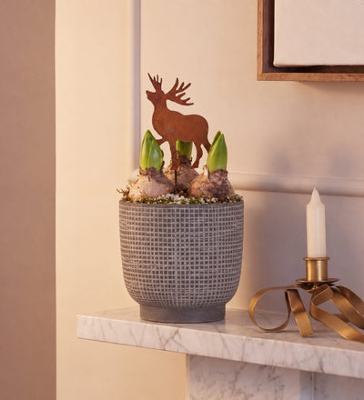 Hyacinth & Reindeer in Ceramic Pot