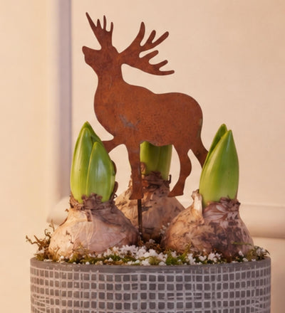 Hyacinth & Reindeer in Ceramic Pot
