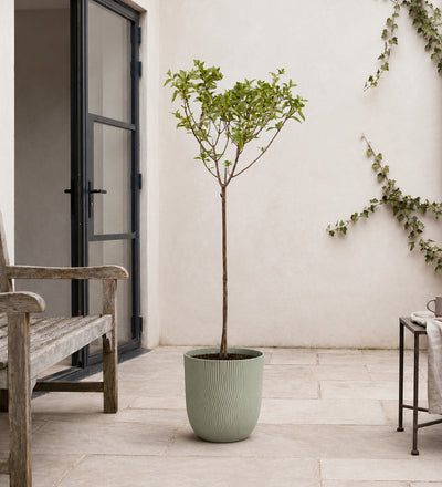 Hydrangea Paniculata