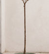 Hydrangea Paniculata