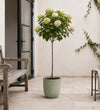 Hydrangea Paniculata