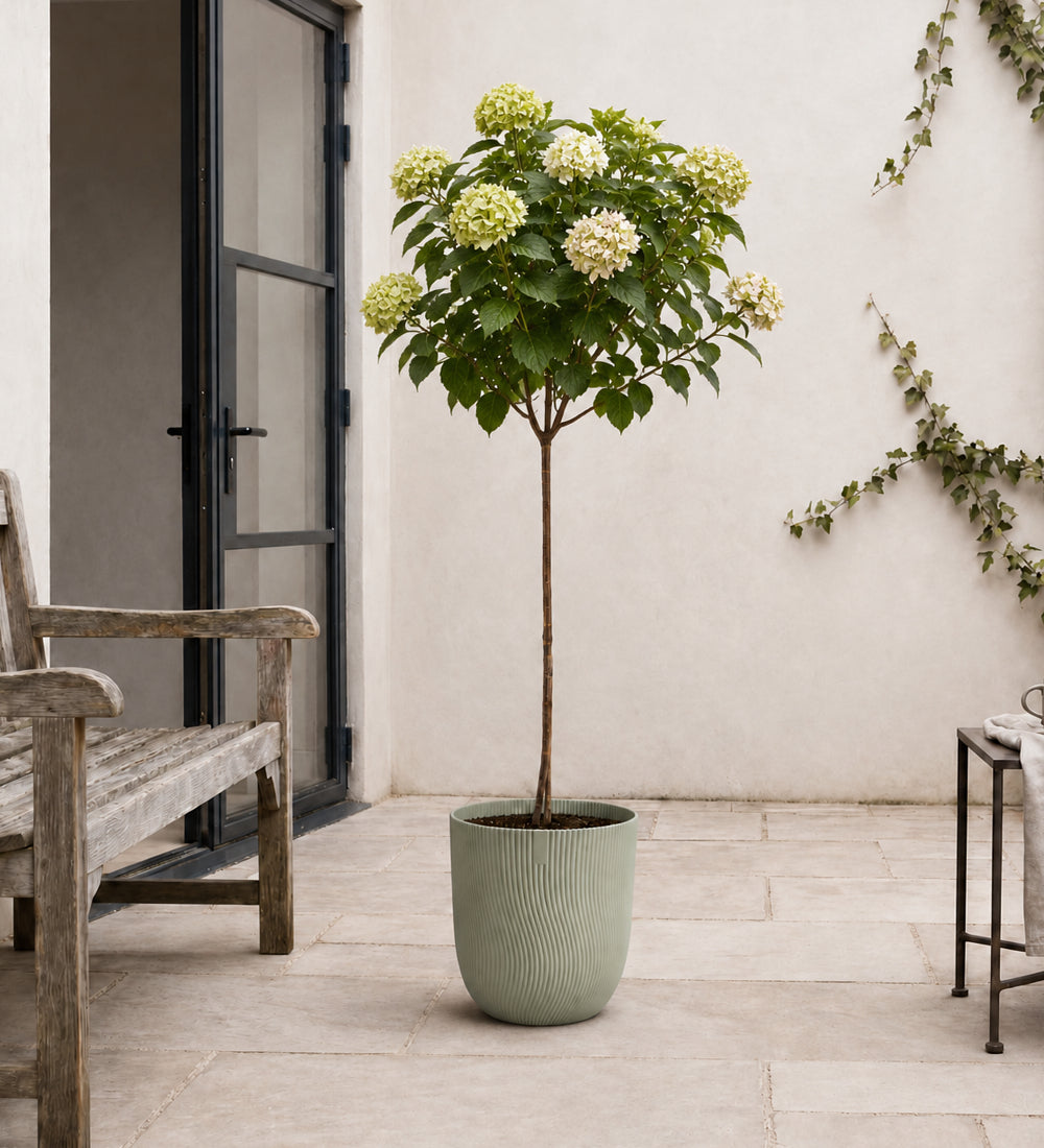 Hydrangea Paniculata