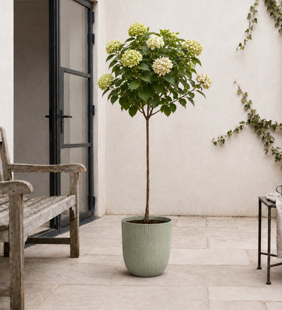 Hydrangea Paniculata
