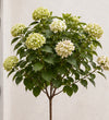 Hydrangea Paniculata