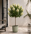 Hydrangea Paniculata