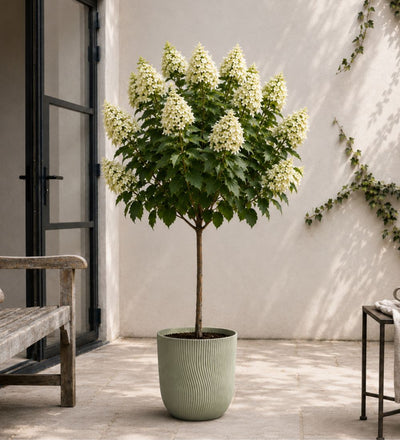 Hydrangea Paniculata