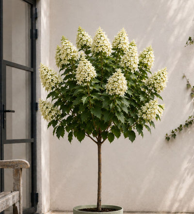Hydrangea Paniculata