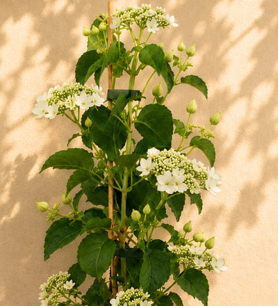 Hydrangea Petiolaris