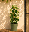 Hydrangea Petiolaris