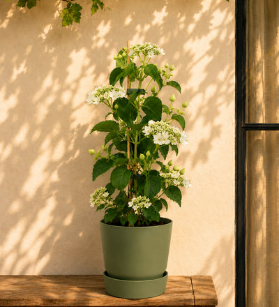 Hydrangea Petiolaris