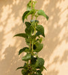 Hydrangea Petiolaris