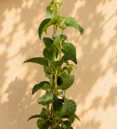 Hydrangea Petiolaris