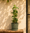 Hydrangea Petiolaris