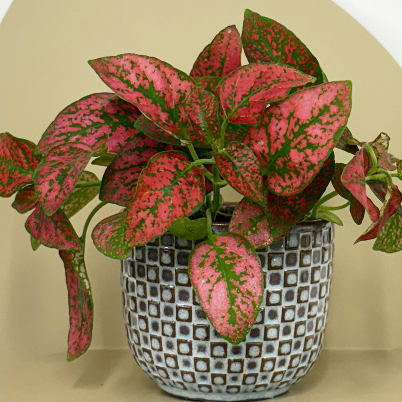 Mini Red Polka Dot Plant & Pot
