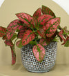 Mini Red Polka Dot Plant & Pot
