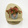 Mini Red Polka Dot Plant & Pot