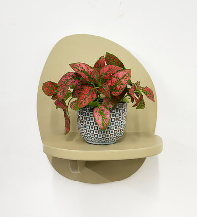 Mini Red Polka Dot Plant & Pot