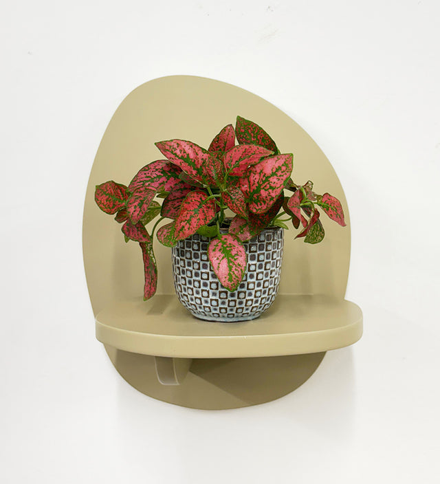 Mini Red Polka Dot Plant & Pot