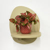 Mini Red Polka Dot Plant & Pot