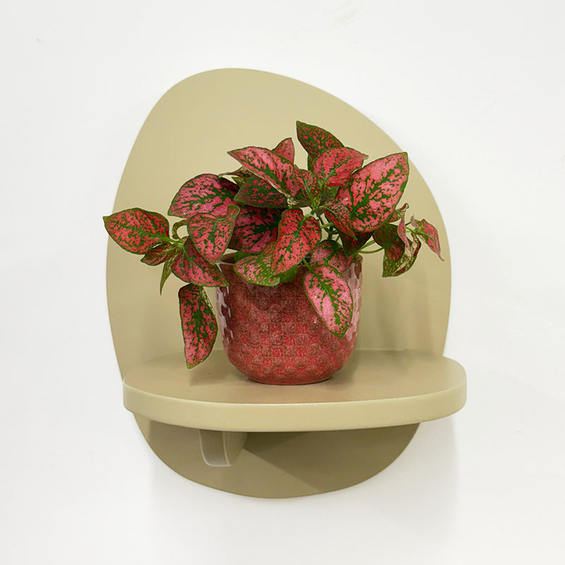 Mini Red Polka Dot Plant & Pot