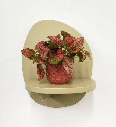 Mini Red Polka Dot Plant & Pot