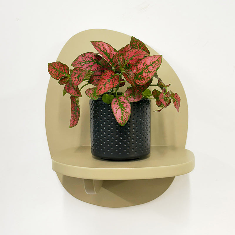 Mini Red Polka Dot Plant & Pot