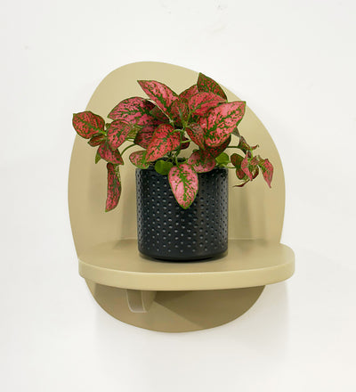 Mini Red Polka Dot Plant & Pot