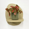 Mini Red Polka Dot Plant & Pot