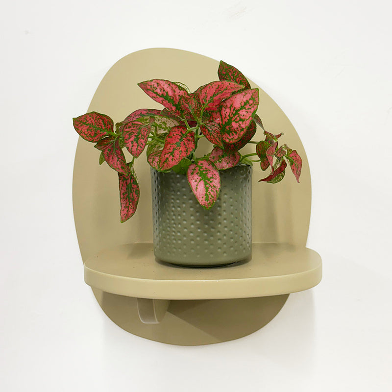 Mini Red Polka Dot Plant & Pot